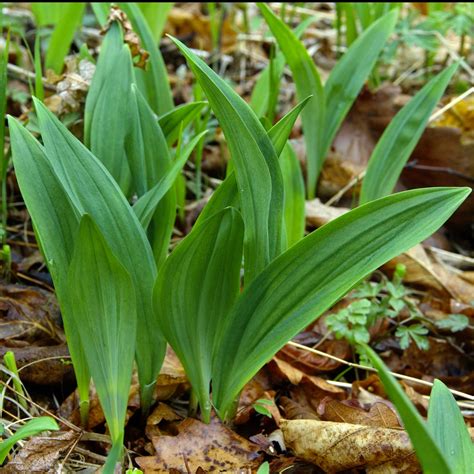 Allium tricoccum